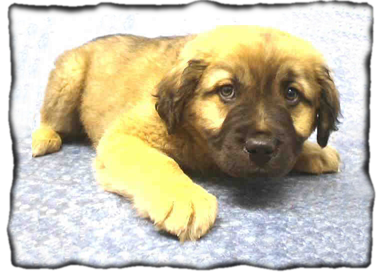 shelter%20puppy%201a%20burned.jpg