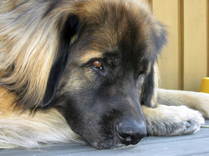 leonberger%203%20700.jpg