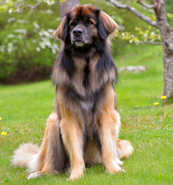 leonberger%202%20700.jpg