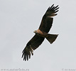 nahled-lunak-hnedy-41249.jpg