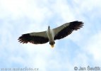 nahled-orel-belobrichy--Haliaeetus-leucogaster-8.jpg