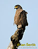 nahled-orlik-rudoprsy--spilornis-cheela-1.jpg