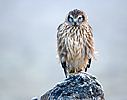 nahled-pilich-sedy-450.jpg